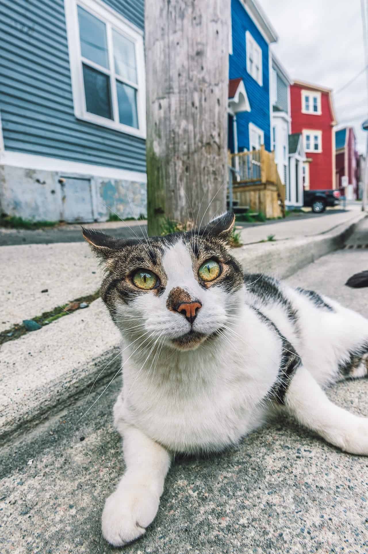white cat with gray stripes laying on a concrete road in front of colorful houses