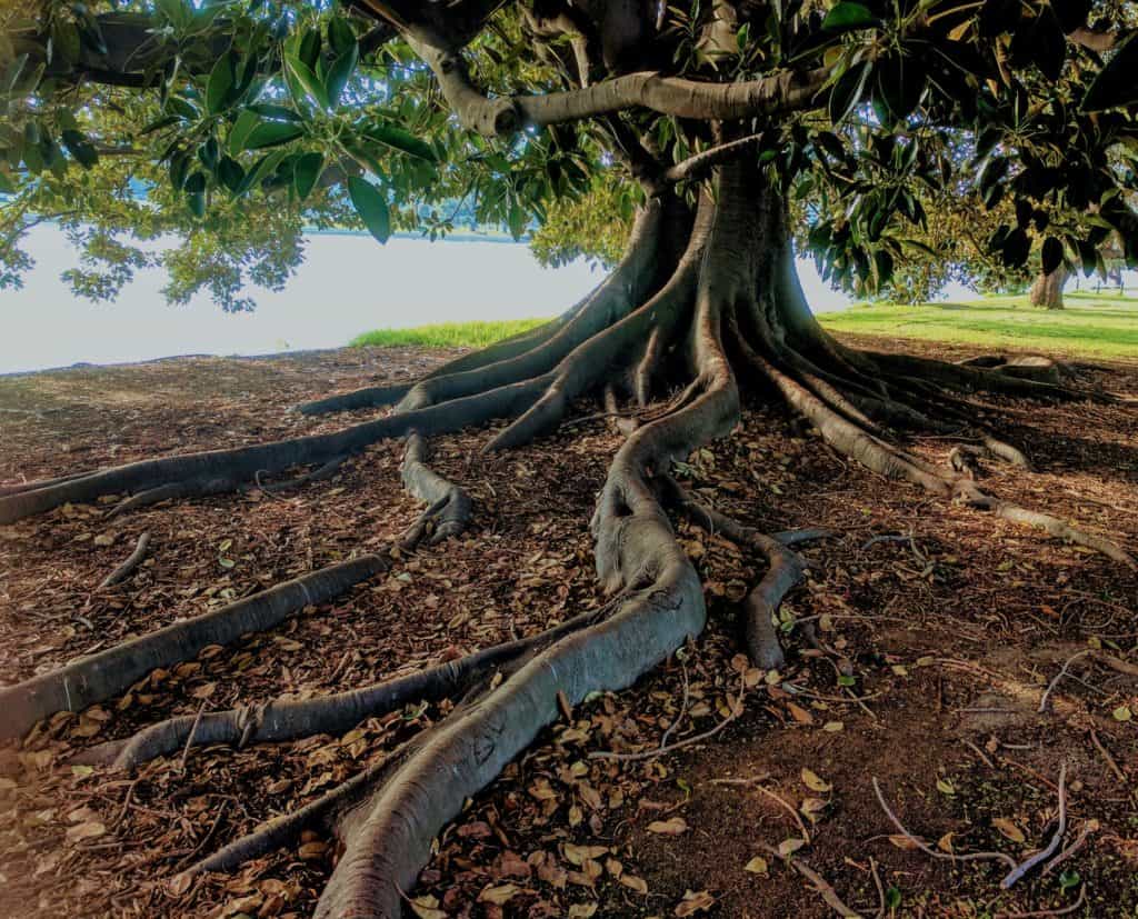 Tree spreading its roots